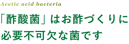 Acetic acid bacteria 「酢酸菌」はお酢づくりに必要不可欠な菌です