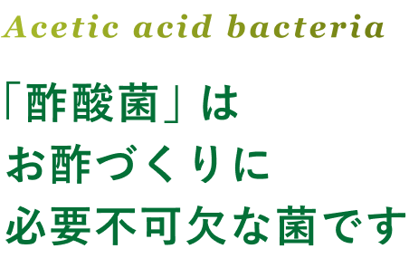 Acetic acid bacteria 「酢酸菌」はお酢づくりに必要不可欠な菌です