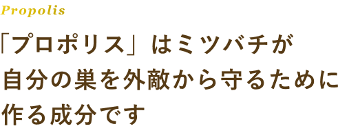 Propolis 「プロポリス」はミツバチが自分の巣を外敵から守るために作る成分です