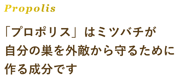 Propolis 「プロポリス」はミツバチが自分の巣を外敵から守るために作る成分です