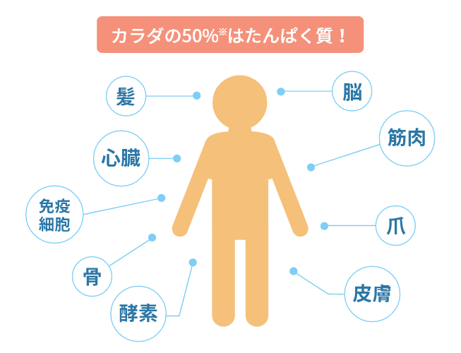 カラダの50％※を占めるたんぱく質の重要性