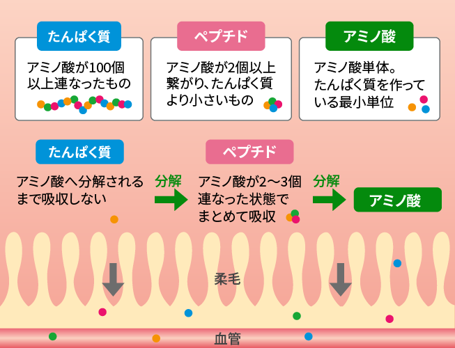 「ペプチド」だから、効率よく体内に吸収される！