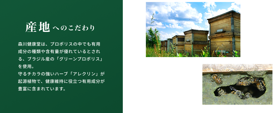 産地へのこだわり 森川健康堂は、プロポリスの中でも有用成分の種類や含有量が優れているとされる、ブラジル産の「グリーンプロポリス」を使用。守るチカラの強いハーブ「アレクリン」が起源植物で、健康維持に役立つ有用成分が豊富に含まれています。